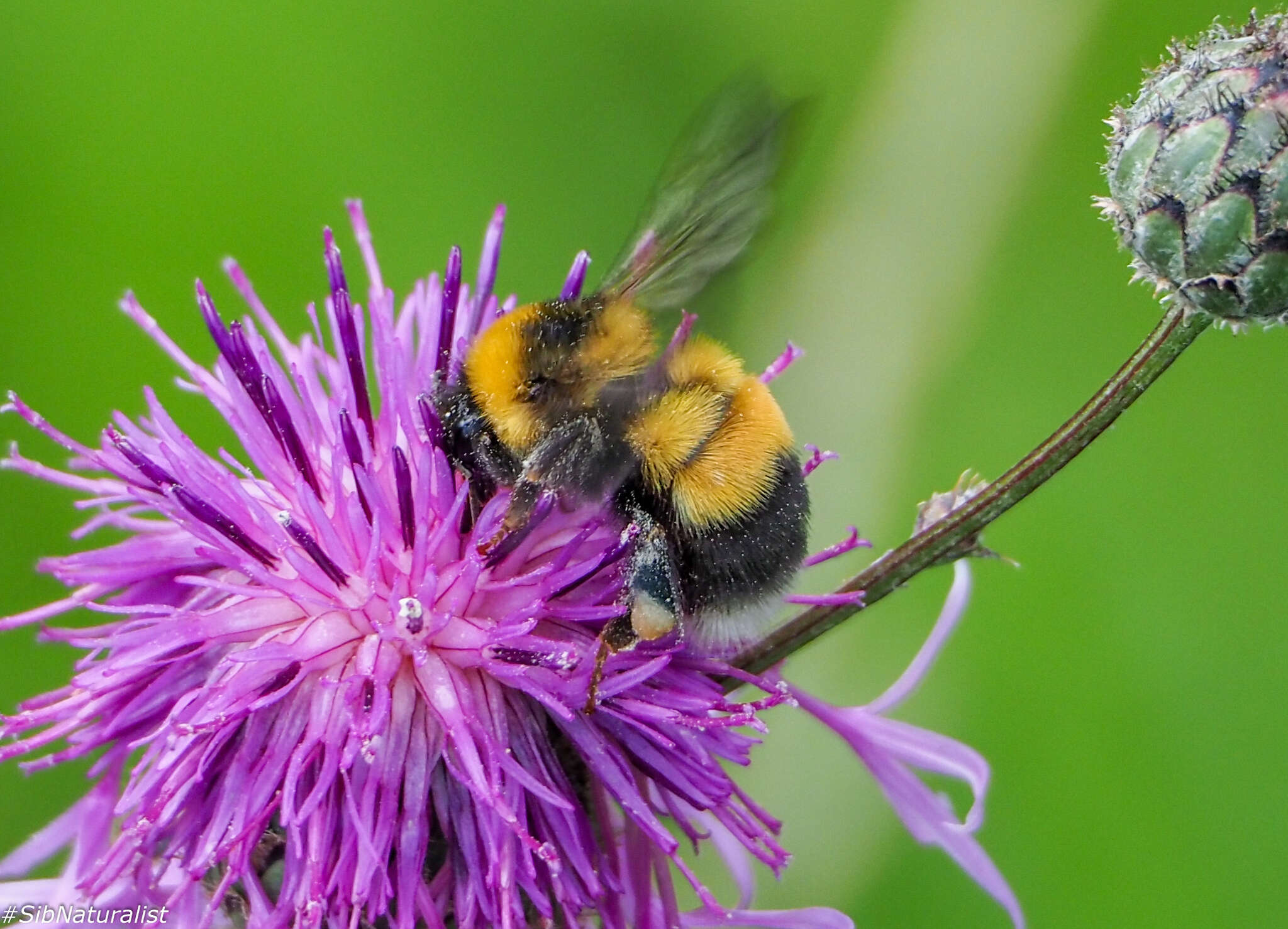 Image of Bombus sporadicus Nylander 1848