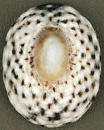 Sivun Lottia jamaicensis (Gmelin 1791) kuva