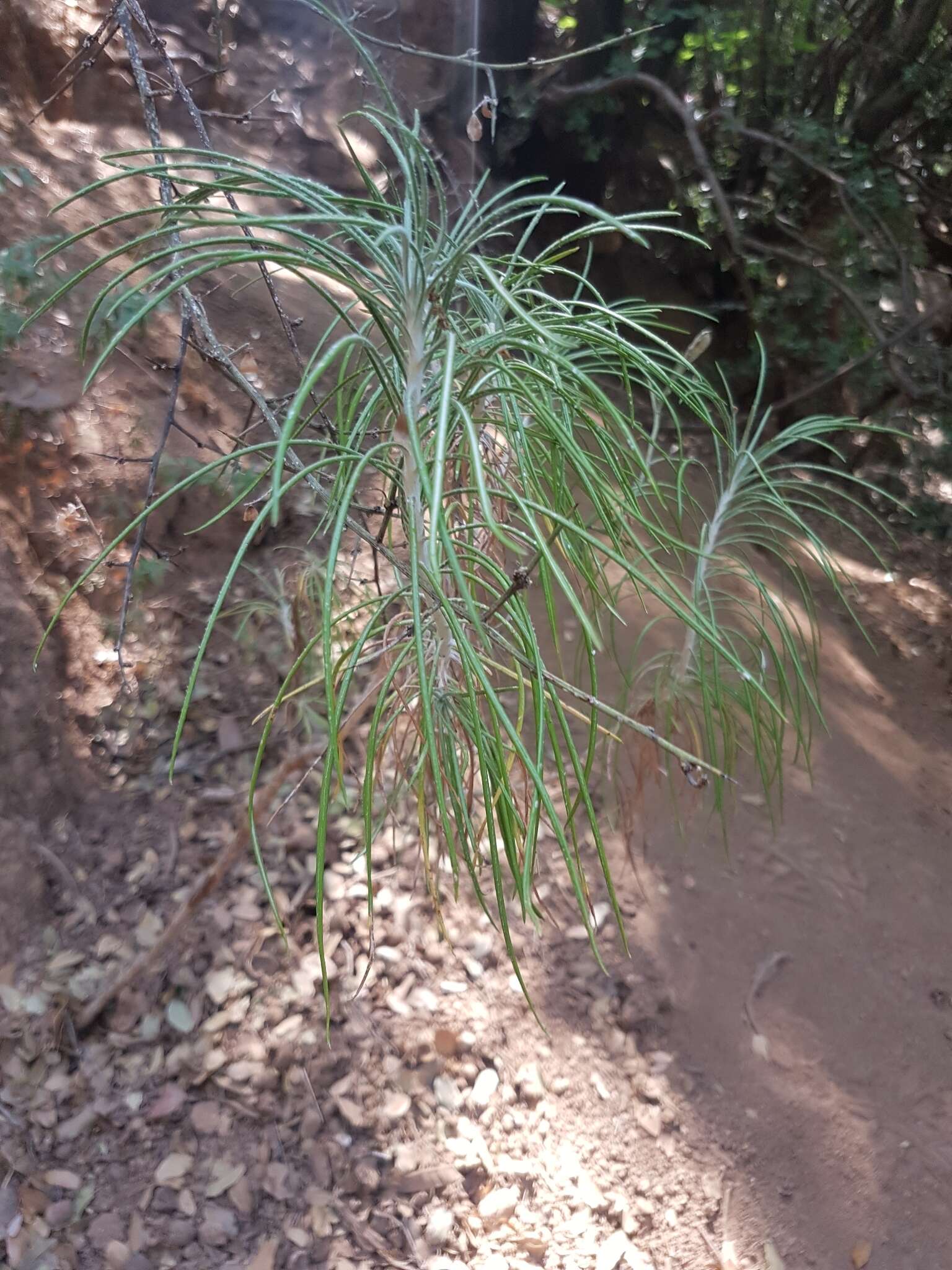 Слика од Ptilostemon chamaepeuce (L.) Less.