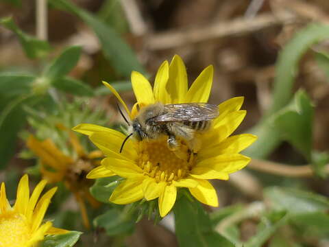 Image of Sunflower Chimney Bee