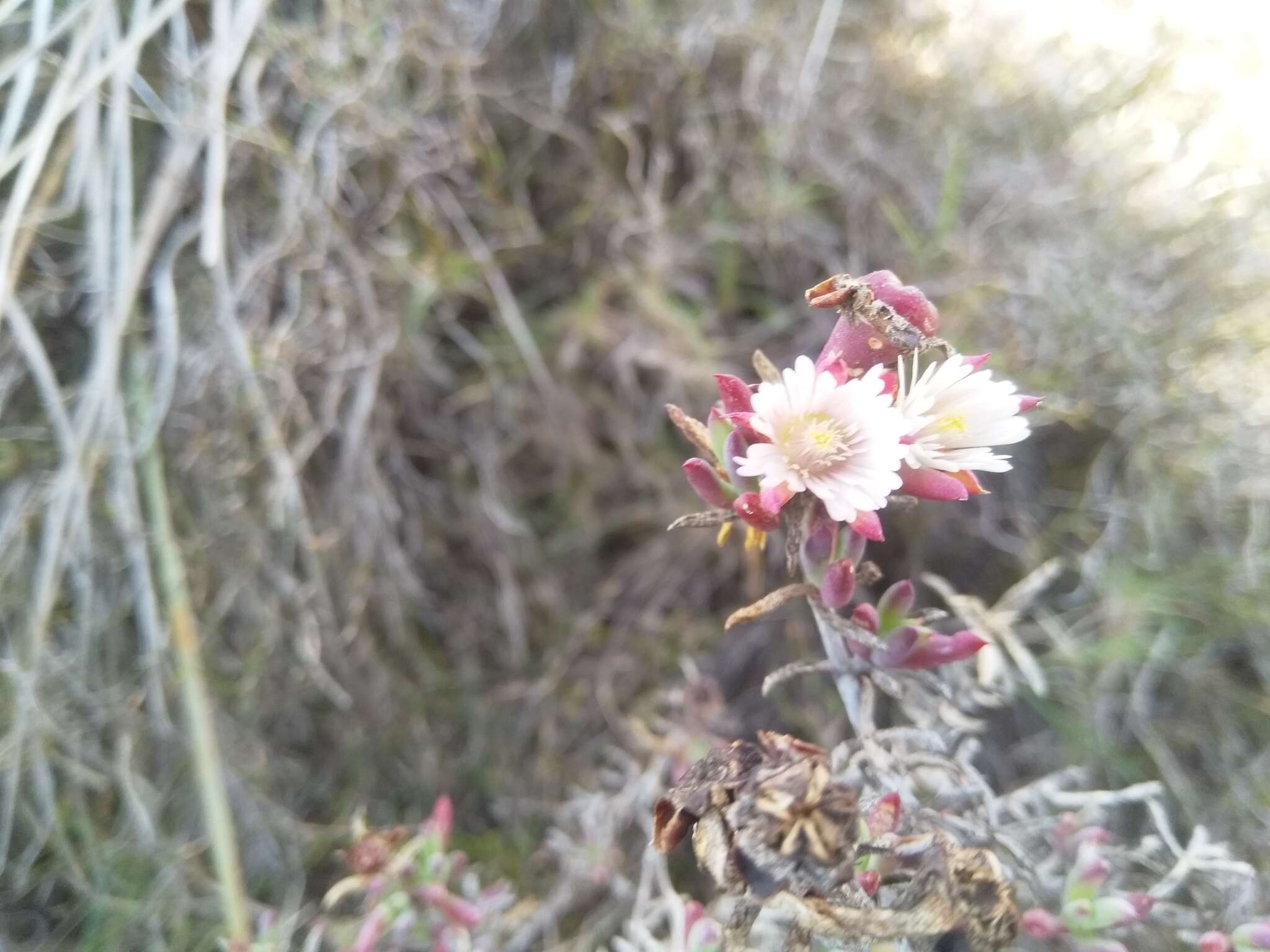 صورة Lampranthus productus (Haw.) N. E. Br.