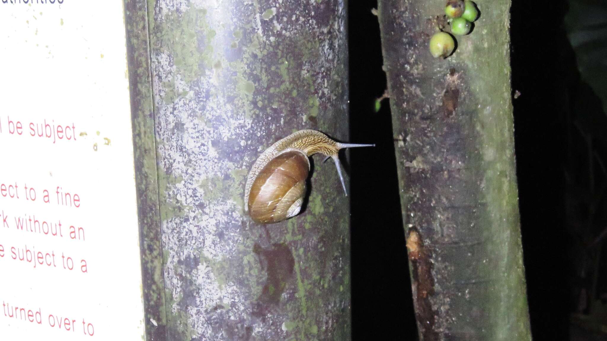 Image of Nesiohelix swinhoei (L. Pfeiffer 1866)