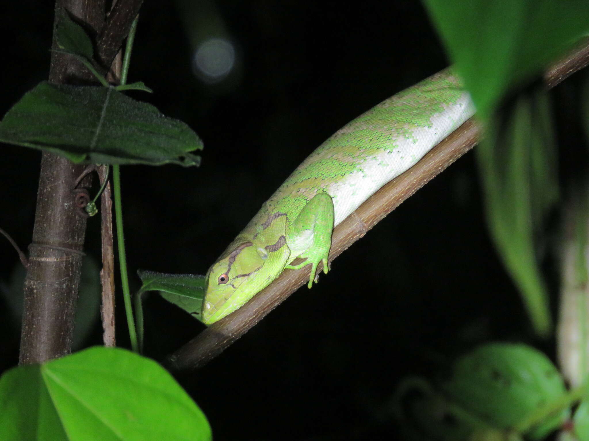 Image of Boulenger's Bush Anole