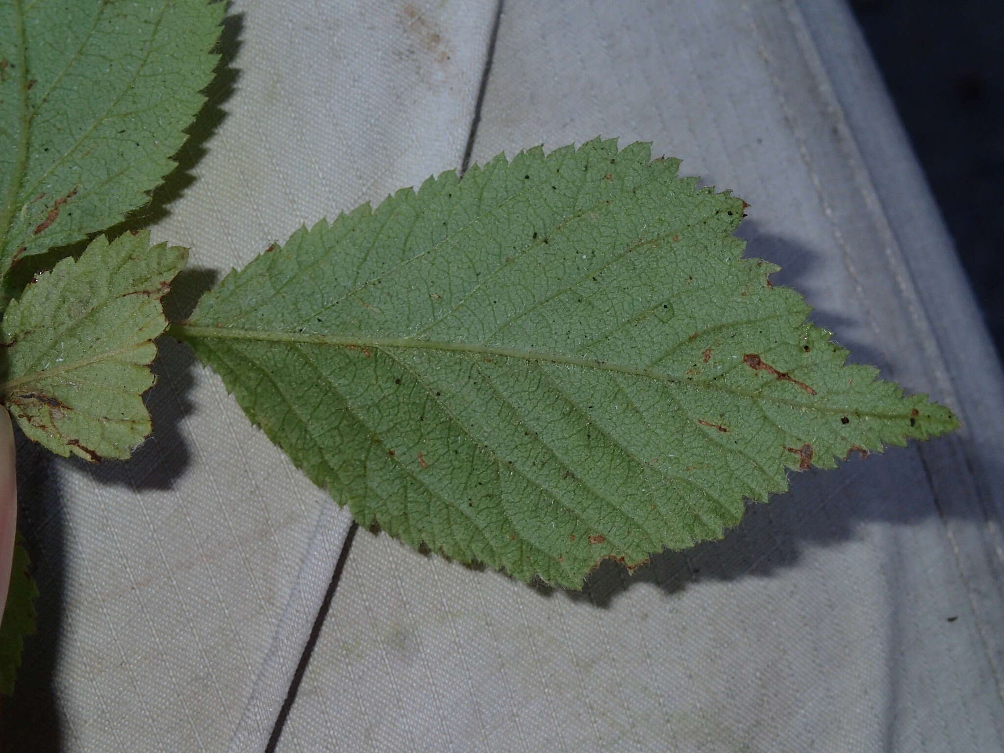 Sivun Prunus triloba Lindl. kuva