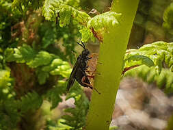 Image of Blasticotomidae