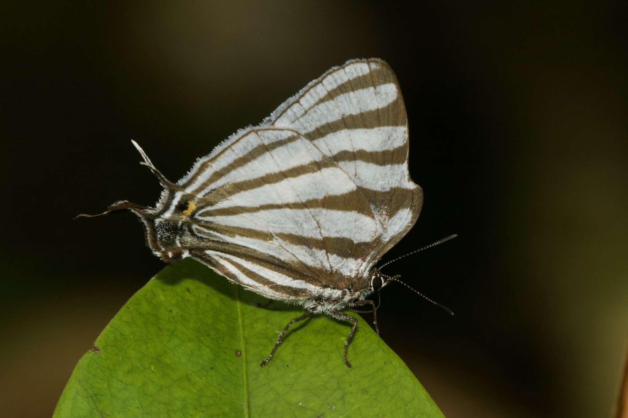 Image of <i>Laothus gibberosa</i>