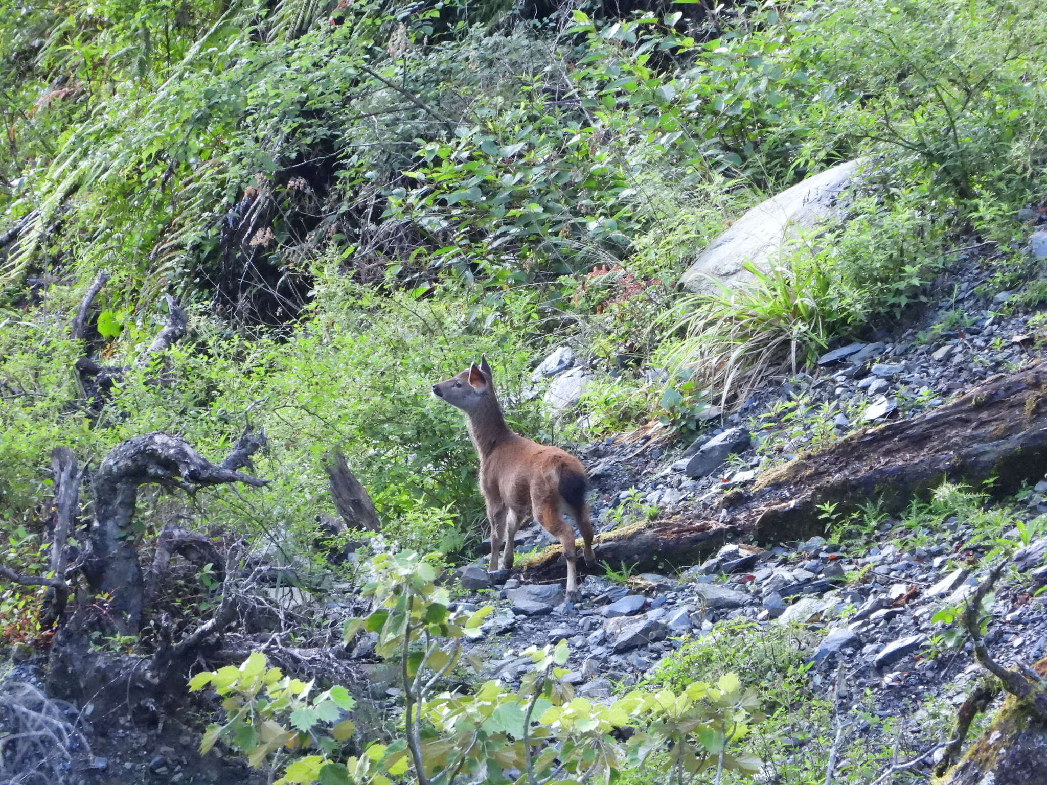 Image of Formosan sambar deer