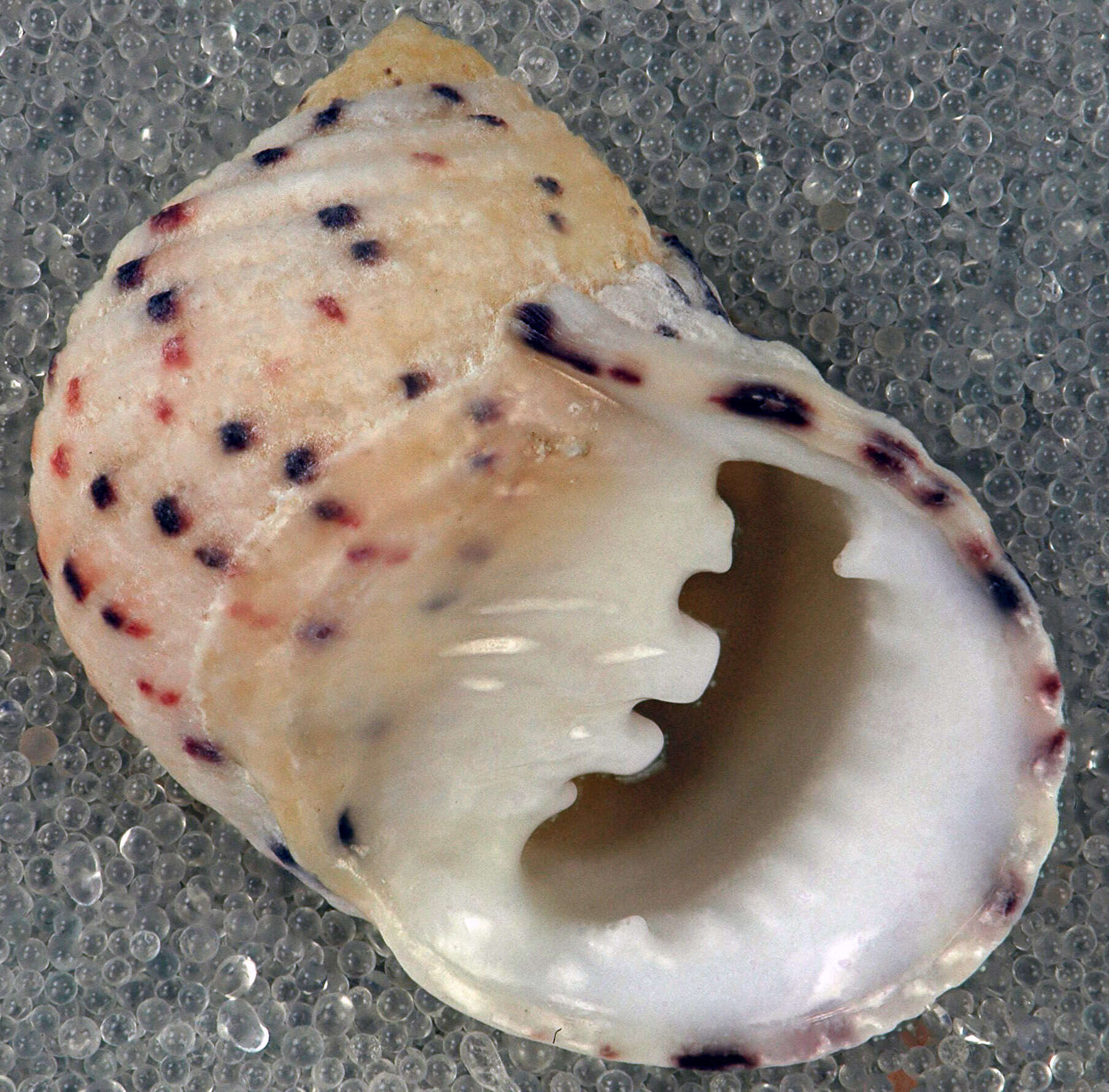 Image of four-tooth nerite