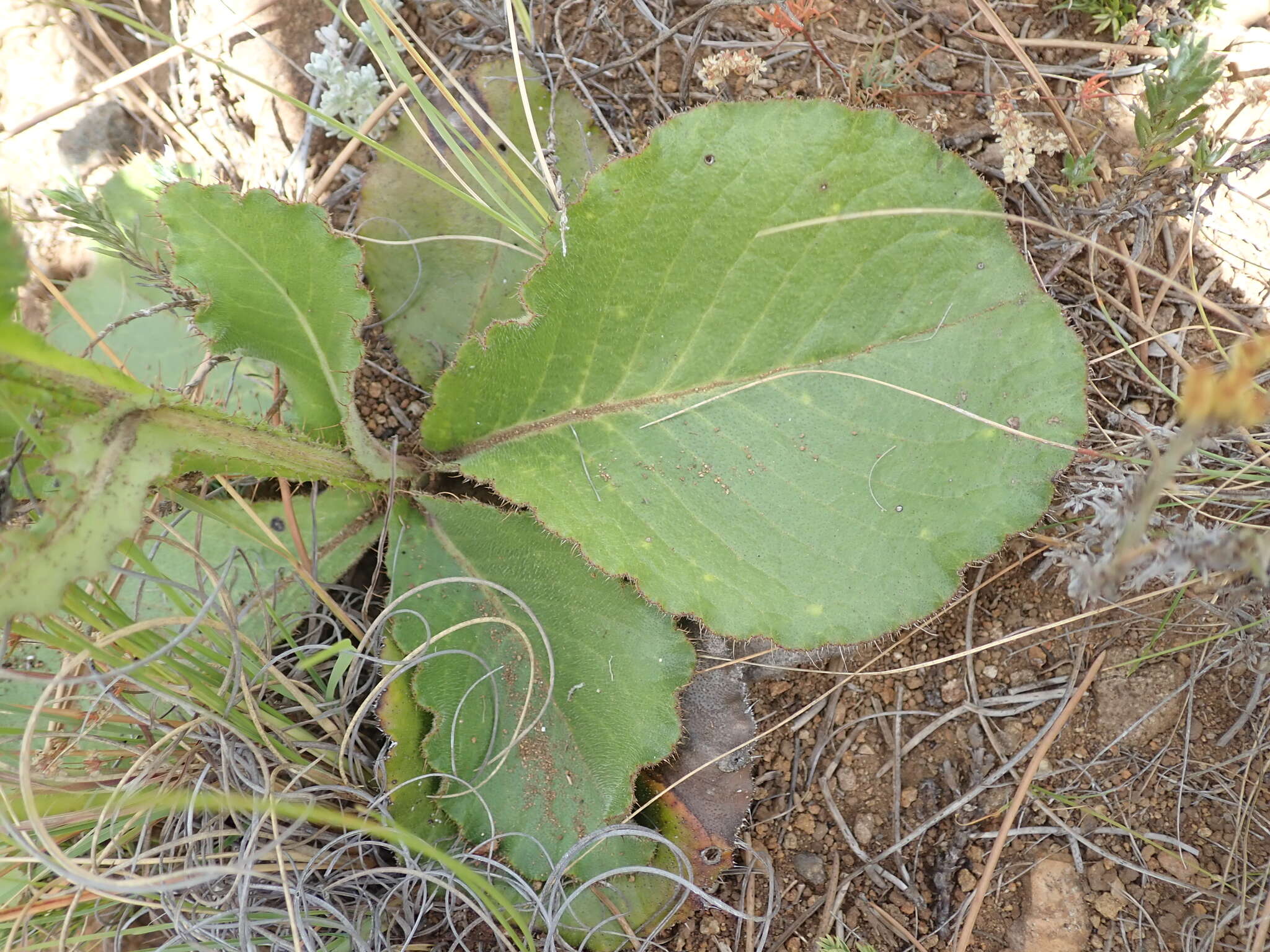 Sivun Berkheya rhapontica (DC.) Hutch. & Burtt Davy kuva