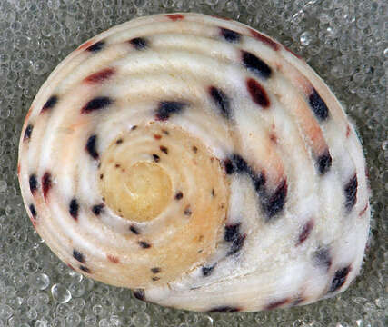 Image of four-tooth nerite