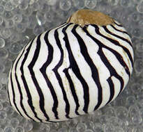 Image of Zebra nerite