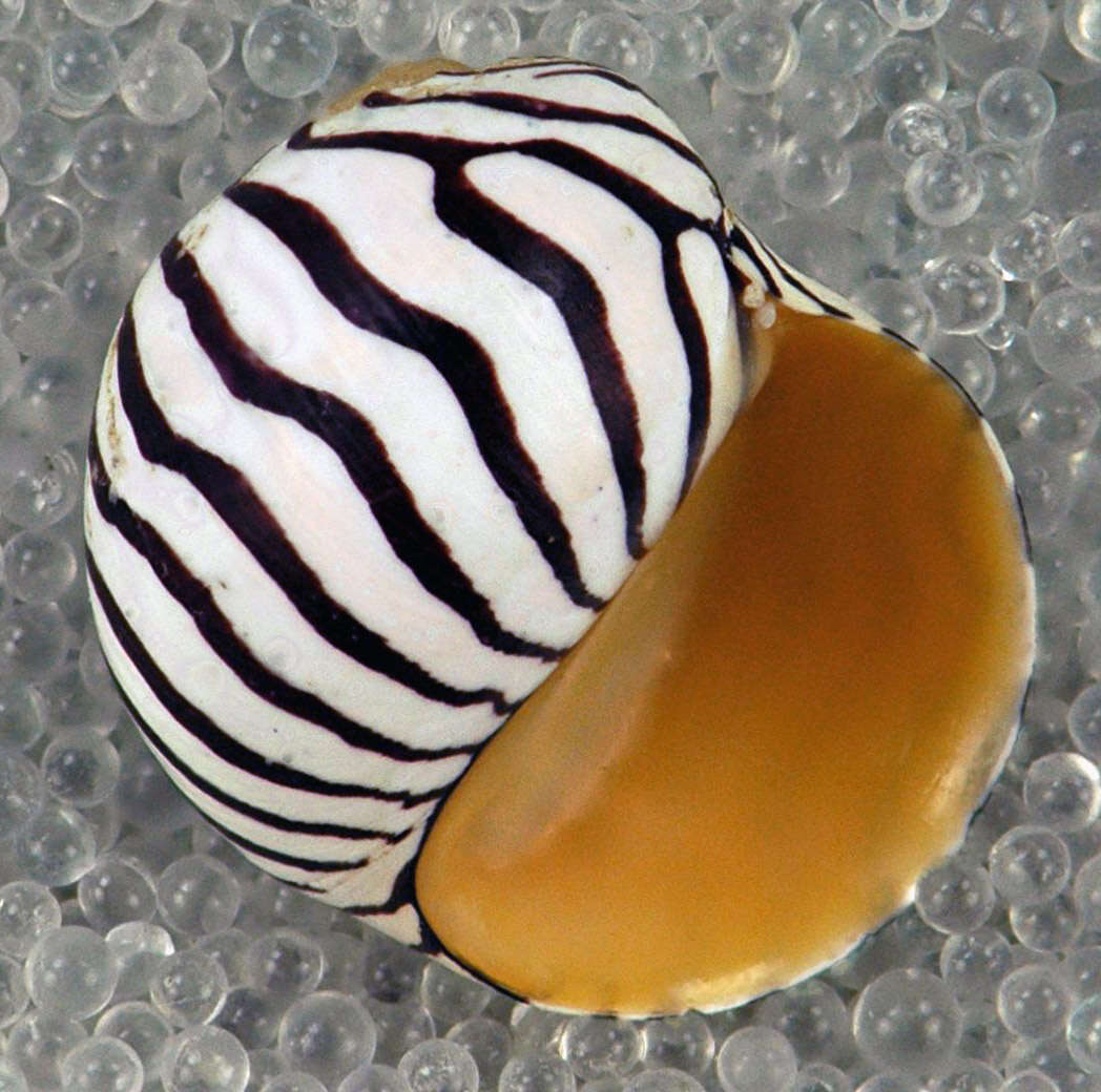 Image of Zebra nerite