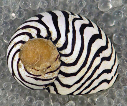 Image of Zebra nerite