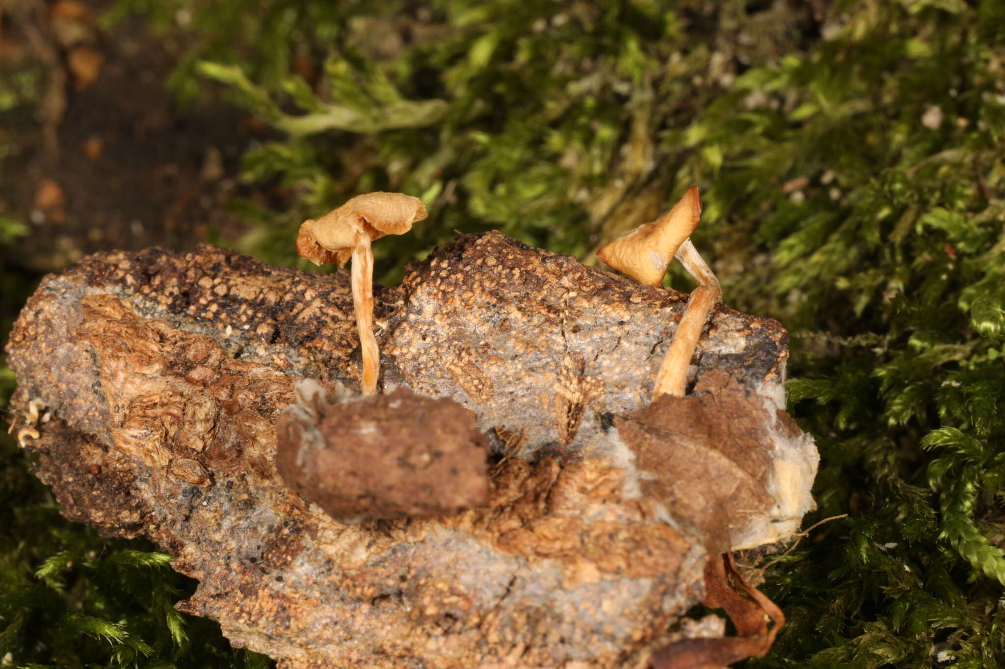 Image de Clitocybe americana H. E. Bigelow 1976