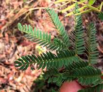 Sivun Acacia glaucocarpa Maiden & Blakely kuva