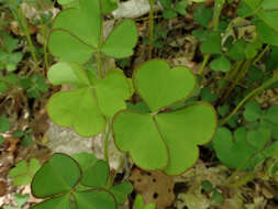 Sivun Oxalis grandis Small kuva