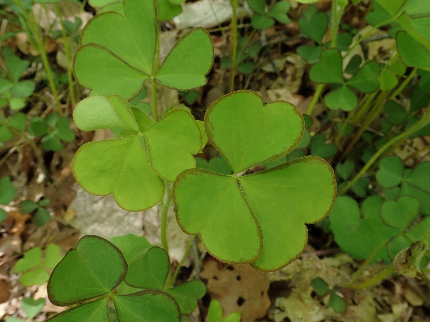 Sivun Oxalis grandis Small kuva