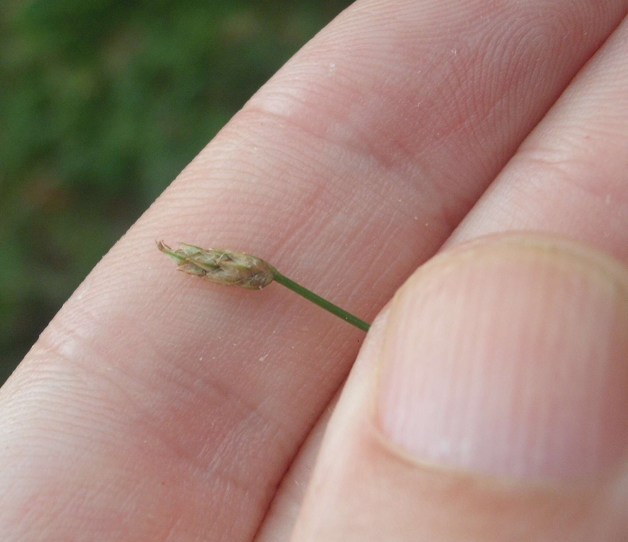 Image of Eleocharis gracilis R. Br.