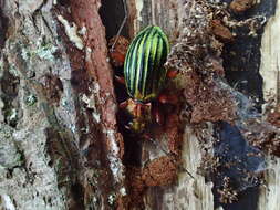 Carabus (Chrysocarabus) auronitens Fabricius 1792 resmi