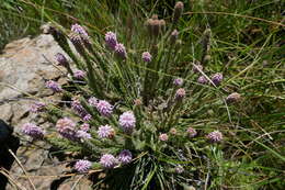 Image of Erica alopecurus var. alopecurus