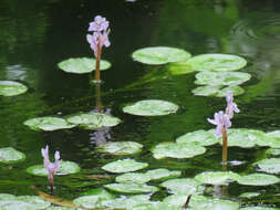 Image of <i>Pontederia diversifolia</i>