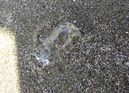 Image of salp