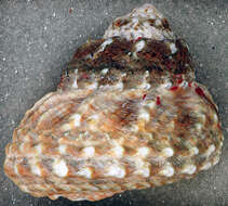 Image of carved starsnail