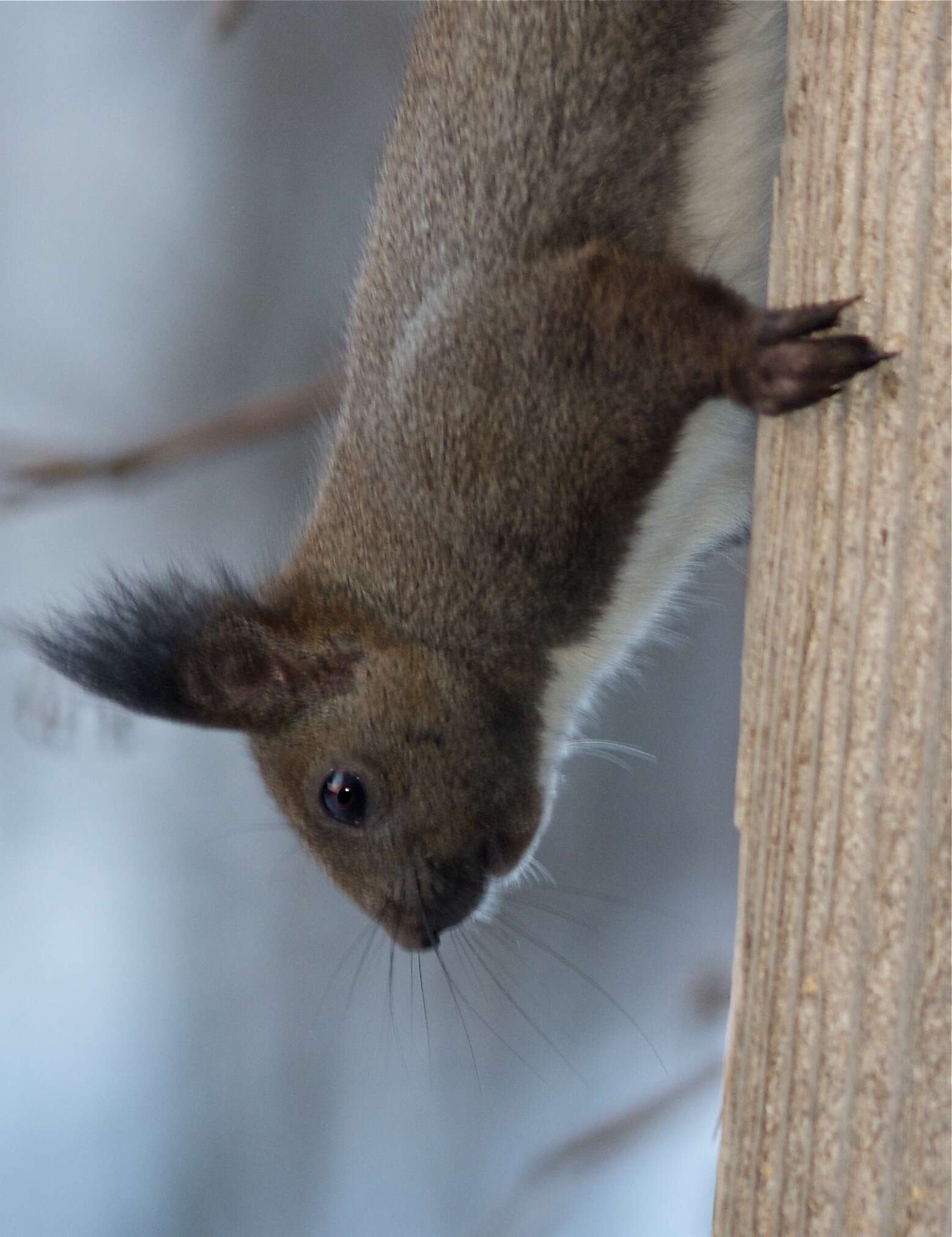 Слика од Sciurus vulgaris orientis Thomas 1906