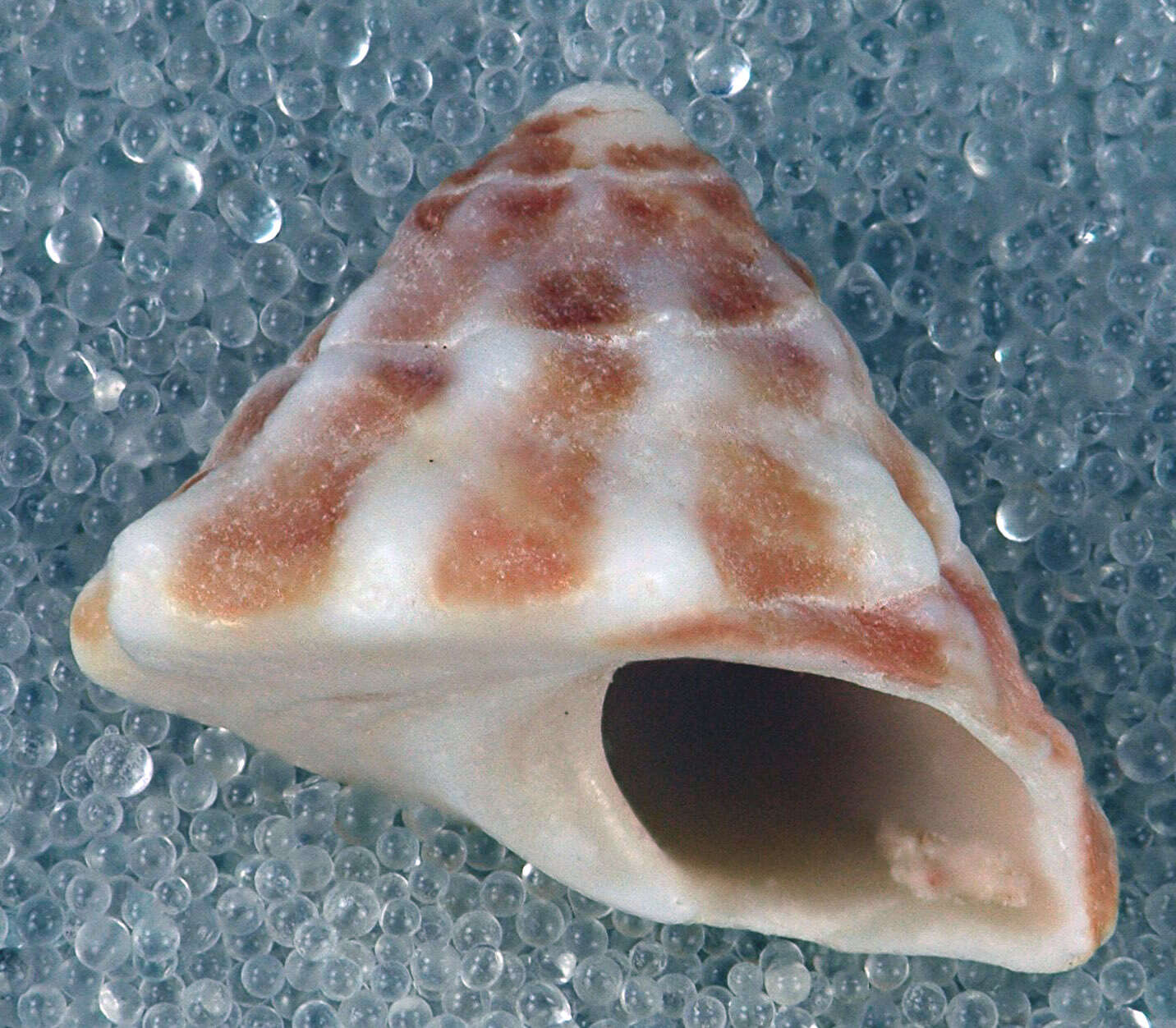 Image of West Indian starsnail