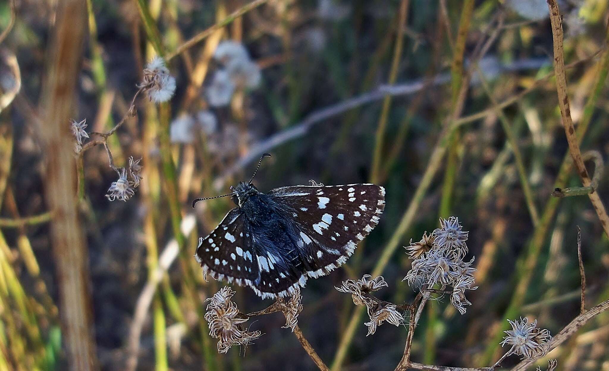 Image of <i>Burnsius orcynoides</i>
