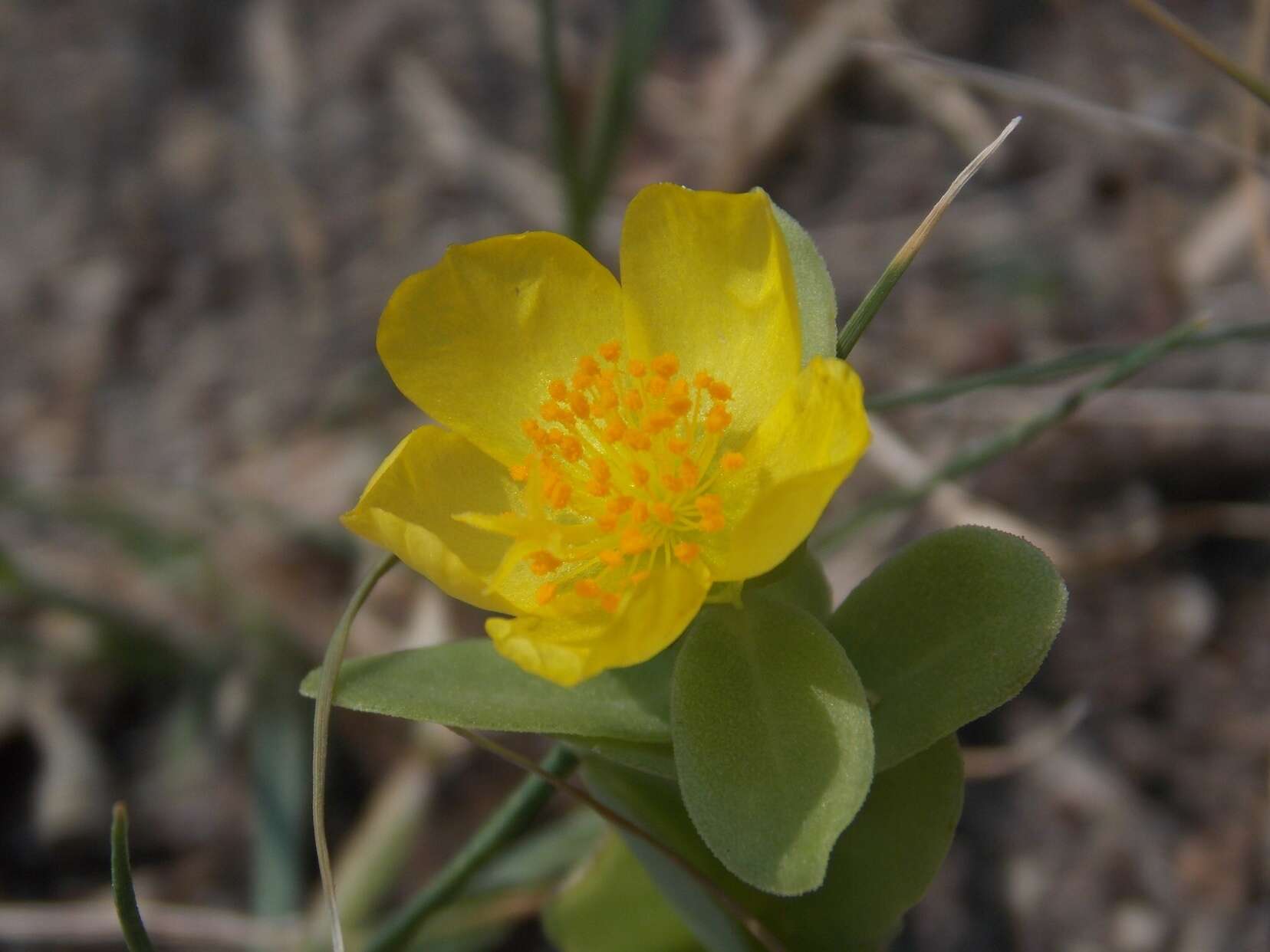 Portulaca umbraticola subsp. umbraticola resmi