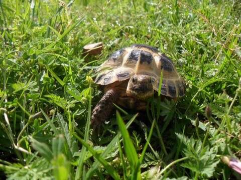 Image of Afghan Tortoise