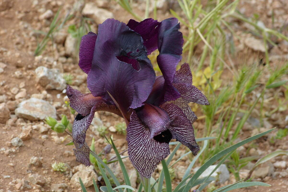 Imagem de Iris iberica subsp. lycotis (Woronow) Takht.