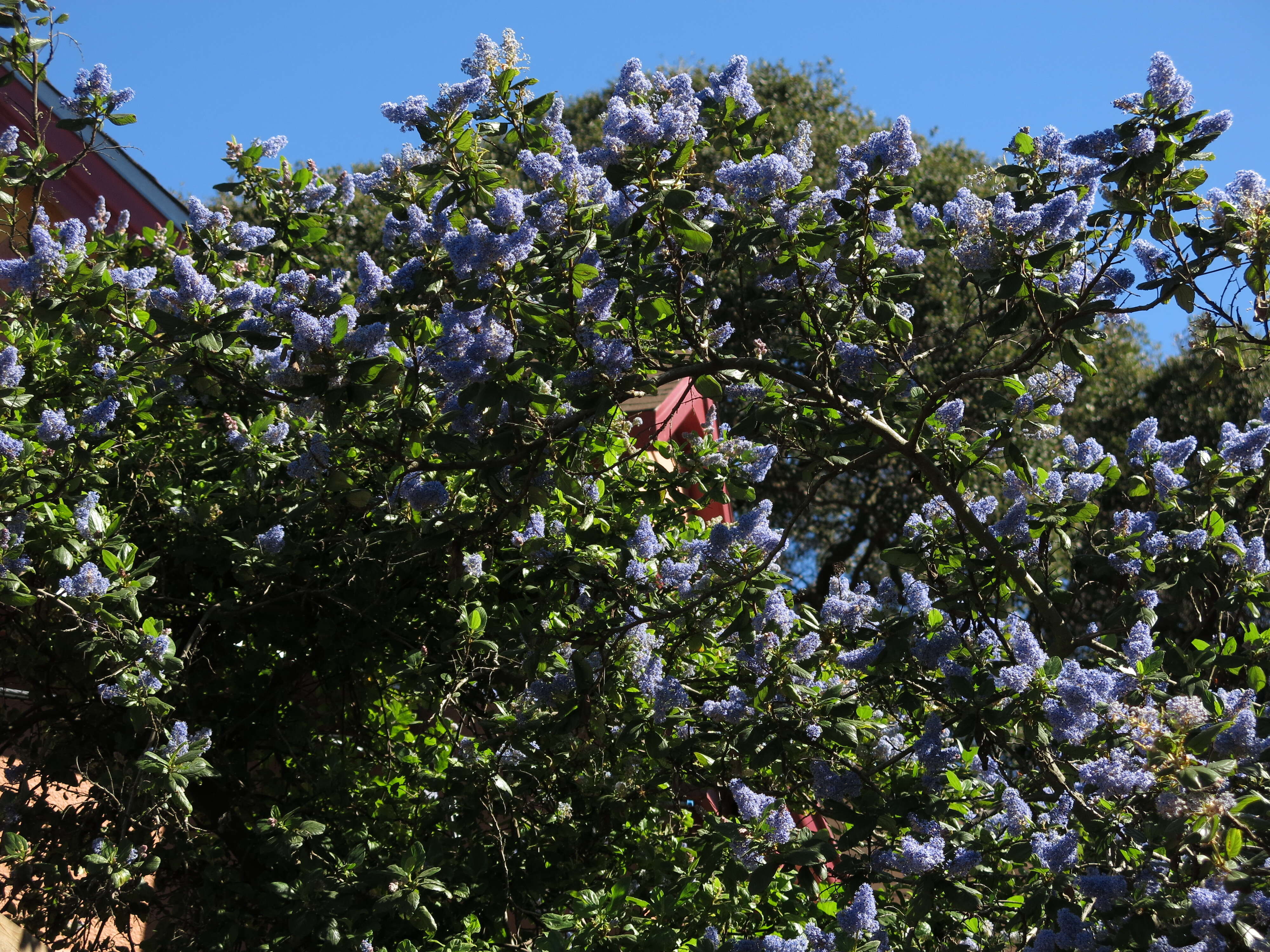 Image de Ceanothus arboreus Greene