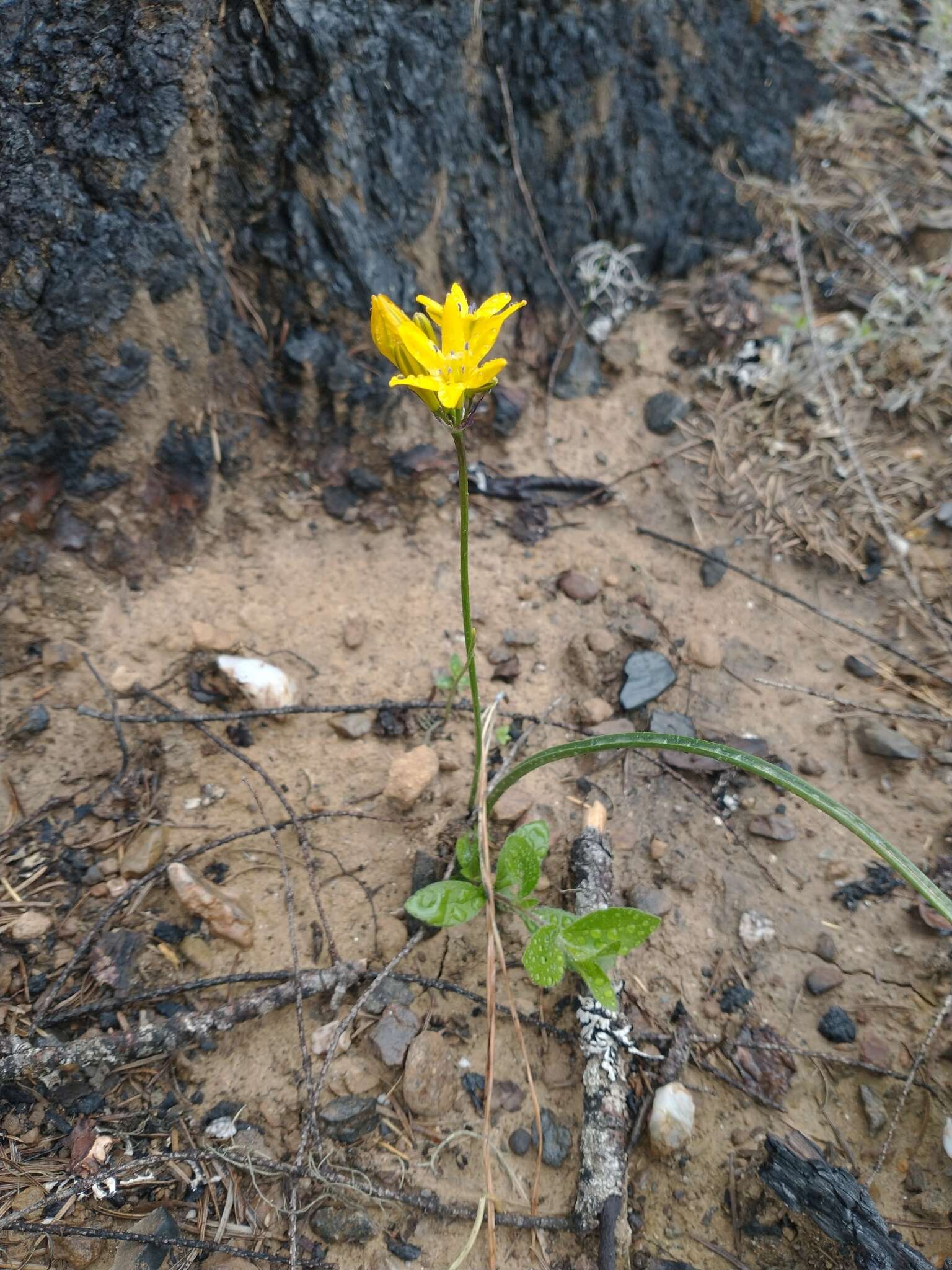 Image of yellow triteleia