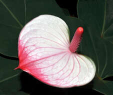 Anthurium andraeanum Linden ex André resmi