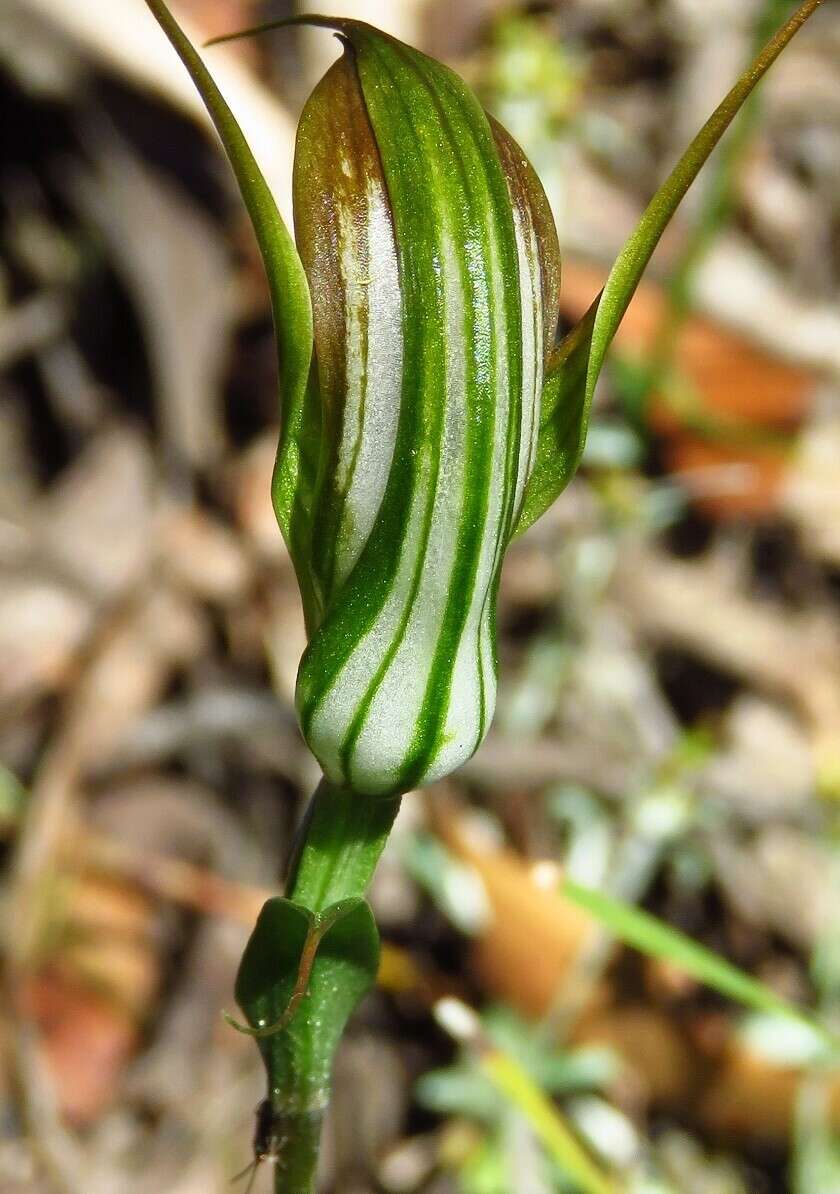 Image of Dainty greenhood