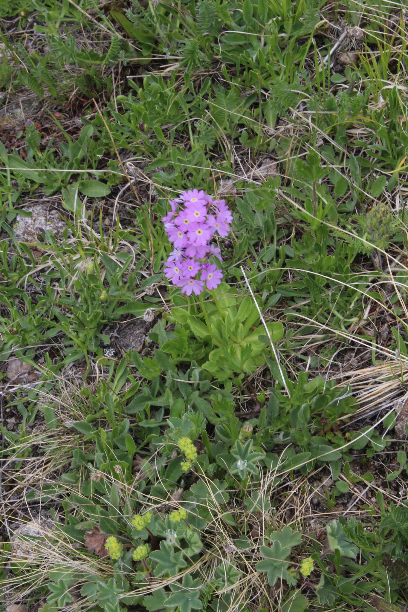 Image of Primula algida Adams