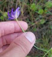 Image of fallflowering pleatleaf