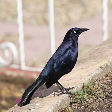 Image of Carib Grackle