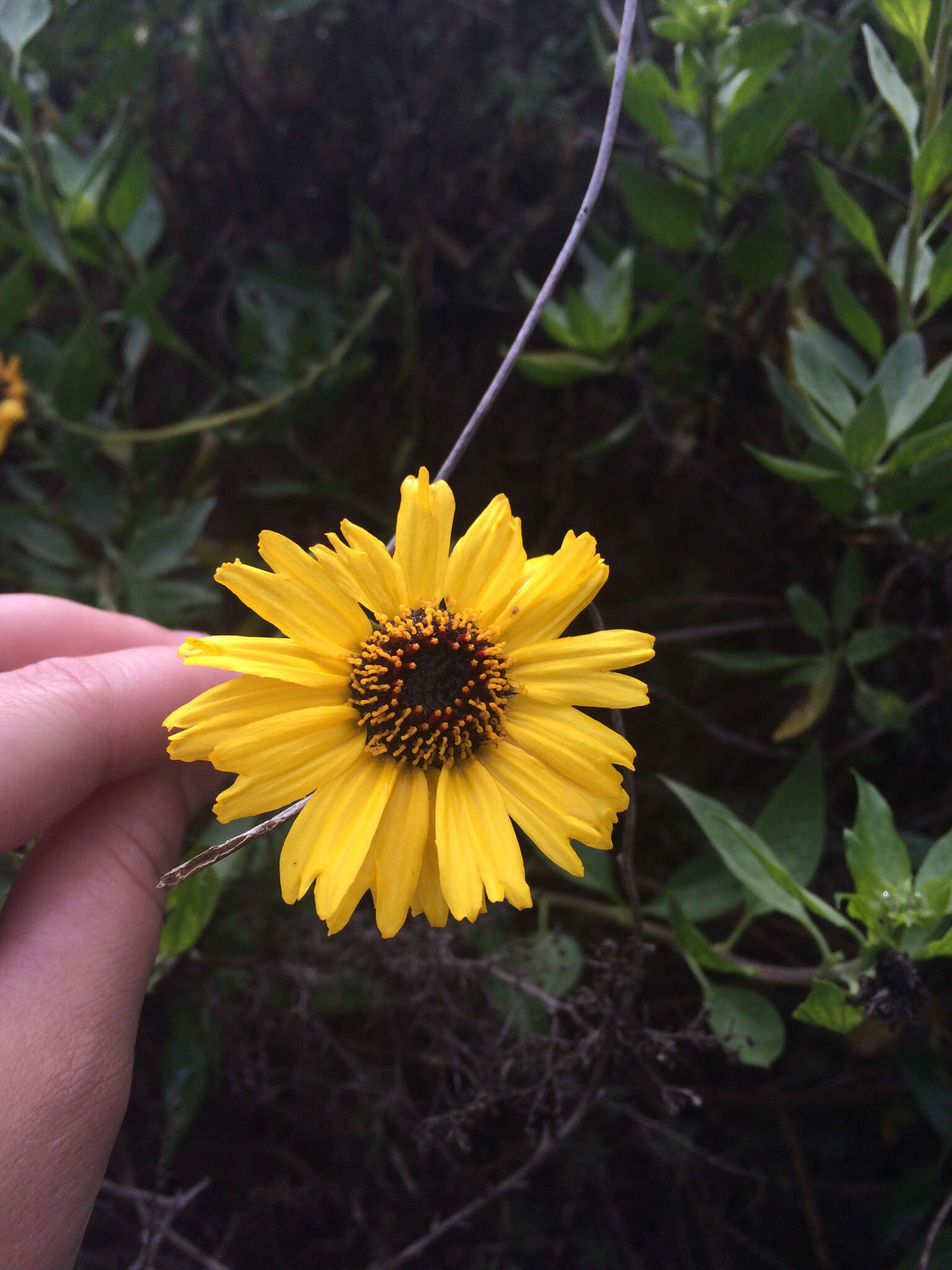 Sivun Encelia californica Nutt. kuva