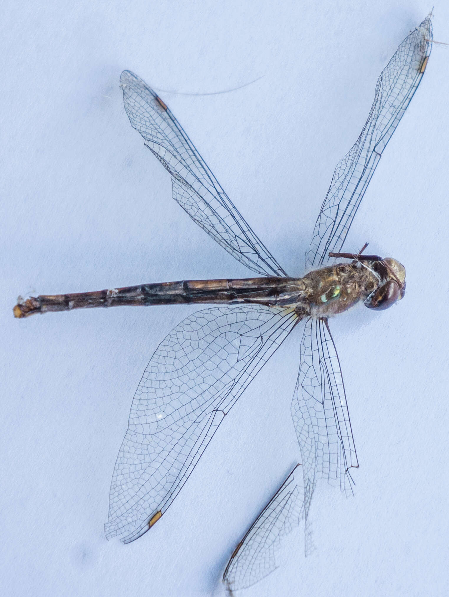 Image of Dusk Dragonfly