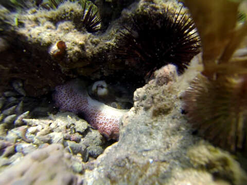 Image of Brazil reef octopus