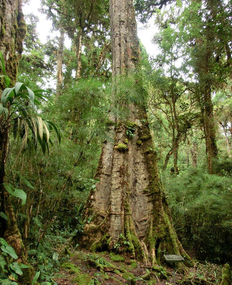 Image of Quercus sapotifolia Liebm.