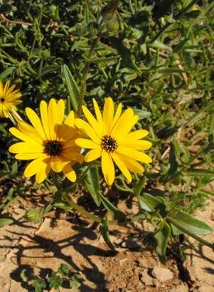 Image of Osteospermum hyoseroides (DC.) T. Norl.