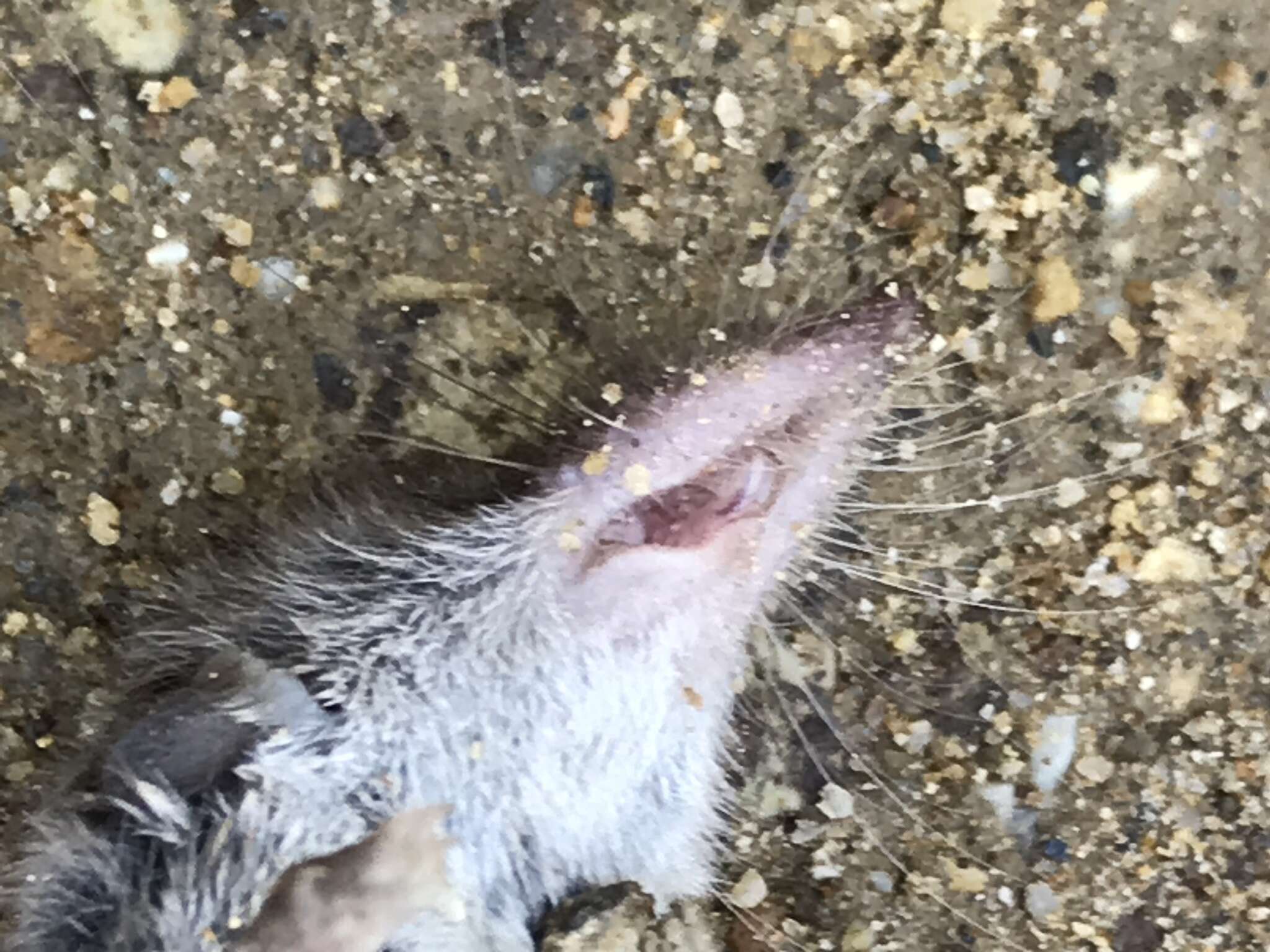 Image of Asian Lesser White-toothed Shrew