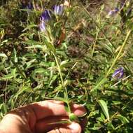 Image de Gentiana spathacea Kunth