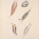 Image of Catriona gymnota (Couthouy 1838)