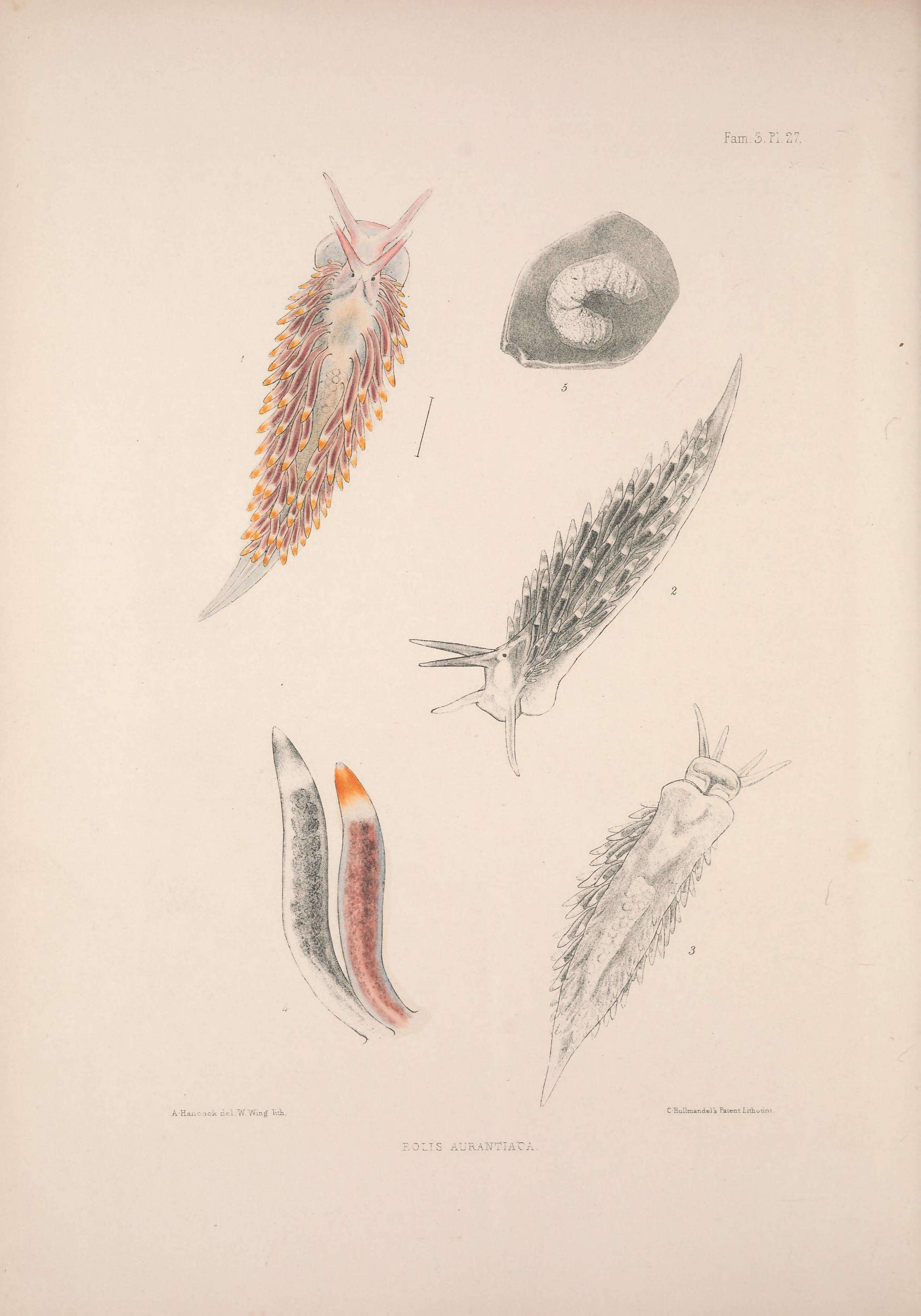 Image of Catriona gymnota (Couthouy 1838)