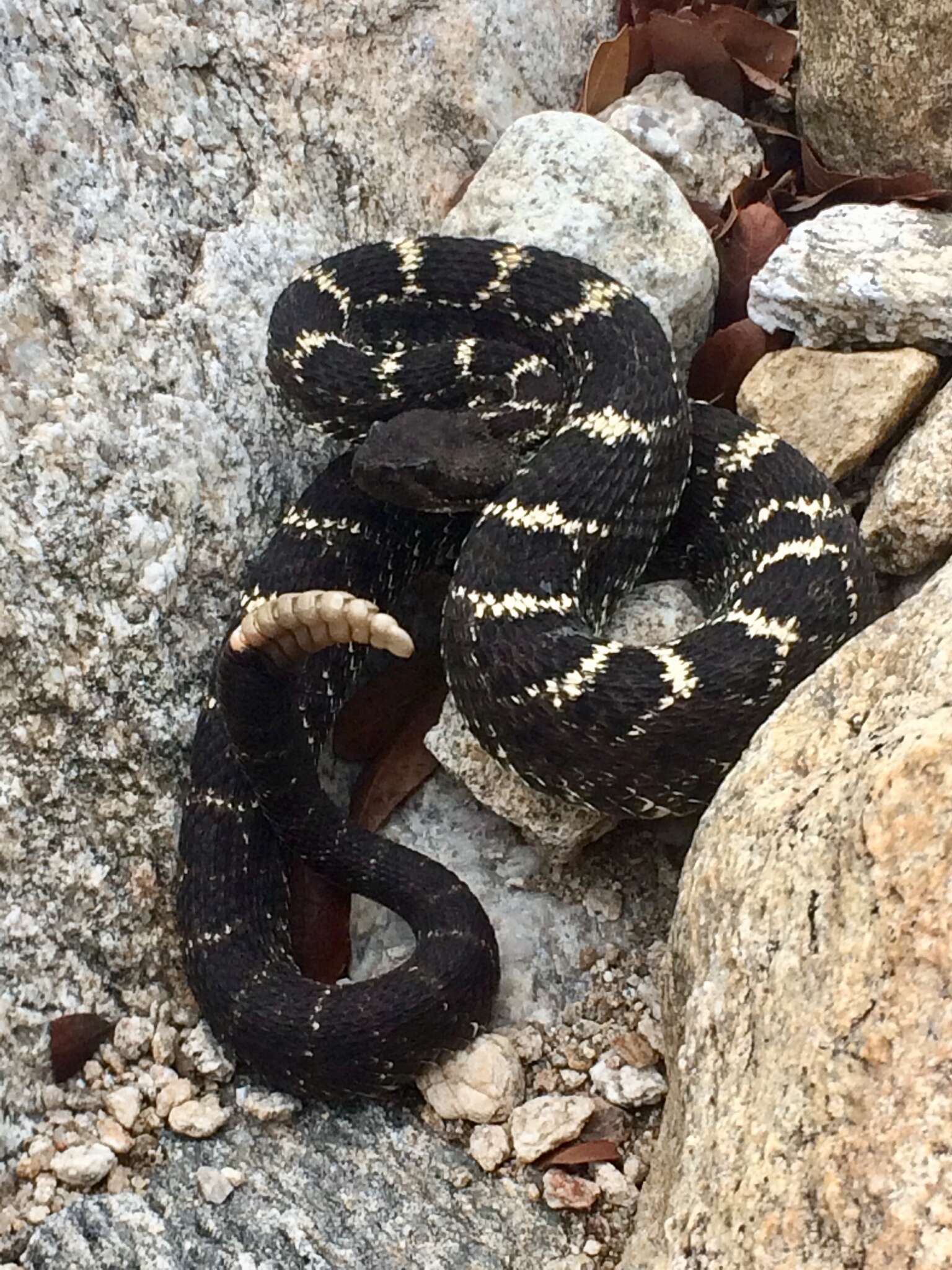 Crotalus cerberus (Coues ex Wheeler 1875)的圖片